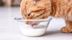 Защо котките не могат да мляко?